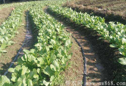 芥菜种植技术及病虫害防治措施