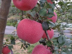 苹果苗_蛇果苹果苗_伏锦苹果苗_奥查金苹果苗_北红苹果苗_规格齐全_欢迎选购