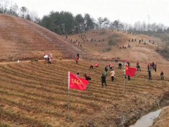 商南：县农业农村局党委展开“战疫情促春耕学雷锋”志愿效力活动