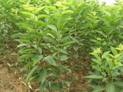 吉塞拉樱桃苗 美早樱桃苗 矮化樱桃苗 黑珍珠樱桃苗 德盛 樱桃苗