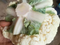 福建松花菜怎么炒才会香脆好吃？