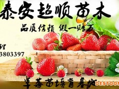 安娜草莓苗   草莓苗高产  草莓苗管理  草莓苗价格