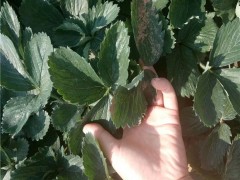 福建草莓苗_桃熏草莓苗_章姬草莓苗_甜查理草莓苗_妙香草莓苗  优质草莓苗供应 红颜草莓  草莓苗基地