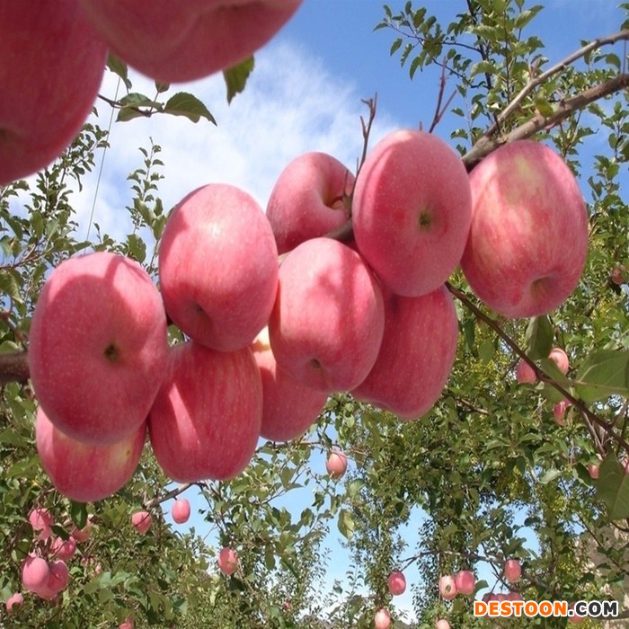 苹果苗_蛇果苹果苗_短枝苹果苗_奥查金苹果苗_北红苹果苗_规格齐全_欢迎选购