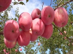 苹果苗_蛇果苹果苗_短枝苹果苗_奥查金苹果苗_北红苹果苗_规格齐全_欢迎选购