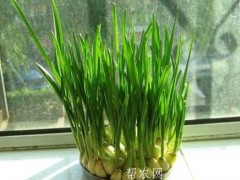 种植经历：火蒜苗高产栽培办法
