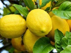 柠檬种植技术|​柠檬花期管理