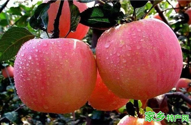 邵原苹果 -河南鹤壁市特产
