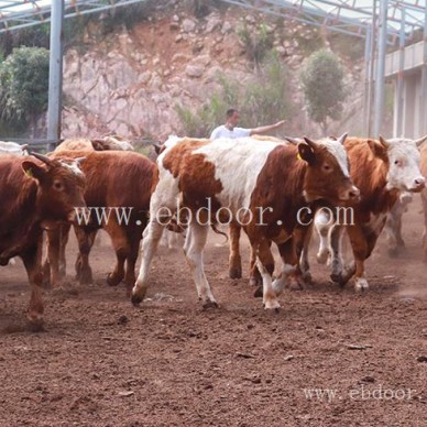 种牛繁育-畜源牧业发展有限公司-西门塔尔种牛繁育基地在哪里