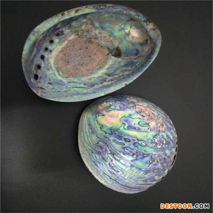 鑫达 新西兰鲍鱼贝整壳 加工定制
