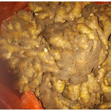 [供]生姜批发，哪里批发姜种，姜种多少钱一斤