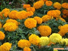 万寿菊图片-供应山东价格实惠的万寿菊