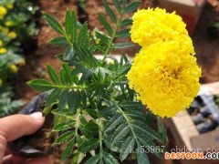 内蒙古万寿菊_哪里能买到质量好的万寿菊