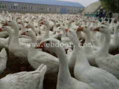 鹅雏孵化厂常杰(图)-大三花鹅苗的价格-四川鹅苗