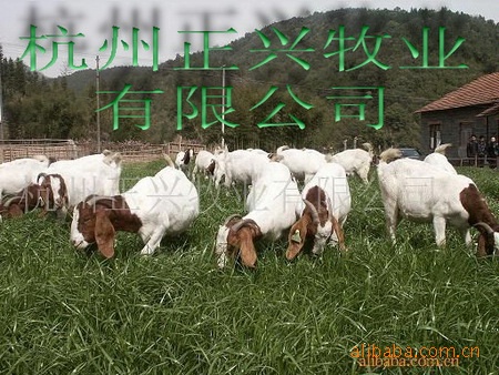 供应南非进口纯种波尔山羊