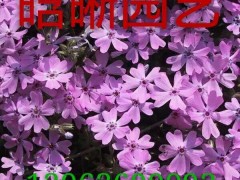 芝樱种植基地-供应潍坊口碑好的芝樱