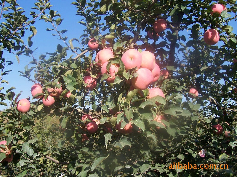 热销各种优质苹果（图）美味可口