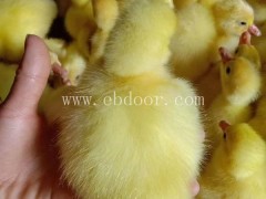 昆明五华区鹅苗批发价-妙林农业-昆明五华区鹅苗