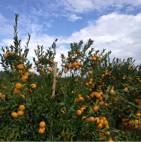 [供]大量供应年橘/正宗潮州柑。