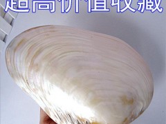 天然贝壳田园风格摆件 河蚌创意礼品 大珍珠贝壳收藏 低价