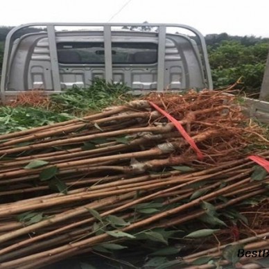 晨阳苹果苗价钱、晨阳苹果苗零售