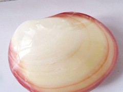 贝壳厂家 河蚌珍珠贝