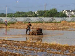 水稻种植：药物处置大苗无土抛秧栽培技术