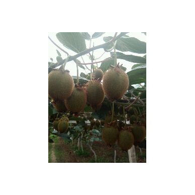 [供]大量供应翠香，徐香，海沃德猕猴桃