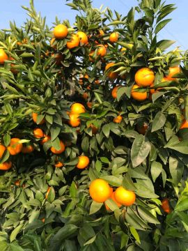 [供]我们村有100多亩沃柑园。欢迎各位老板来电咨询。