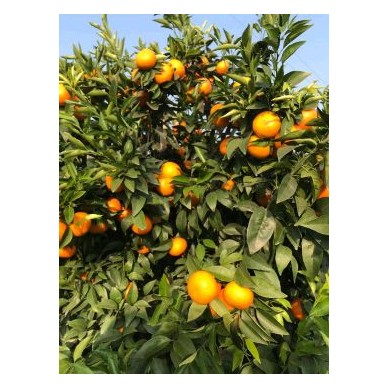 [供]我们村有100多亩沃柑园。欢迎各位老板来电咨询。