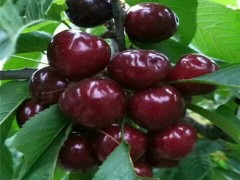 昌泰-樱桃苗-萨米拖樱桃苗*嫁接樱桃苗*樱桃苗批发*樱桃苗价格