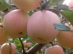 苹果苗知道迪庆藏族自治州美国蛇果价格果实圆形