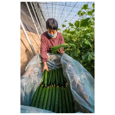 [供]习近平总书记钦点“鲁西小寿光”，冬暖季高温大棚