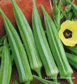 杭州黄秋葵基地批发大量无公害黄秋葵给当地饭店