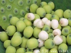 莲子繁衍栽培办法|莲子黑斑病的防治