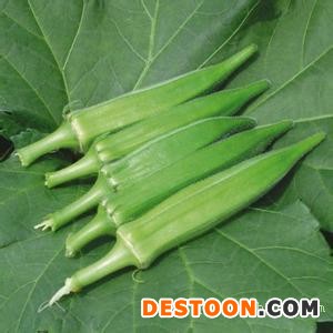 黄秋葵基地出产高营养绿色黄秋葵/黄秋葵供应各大酒店