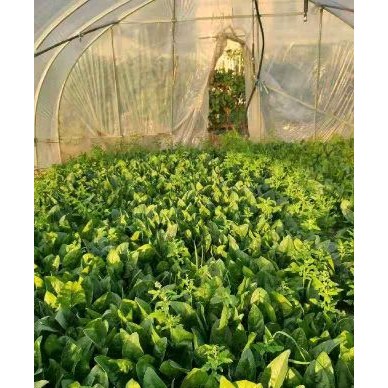 [供]蔬菜批发，品质保证，可长期合作