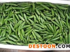 浙江优质黄秋葵基地/大批量黄秋葵基地直销