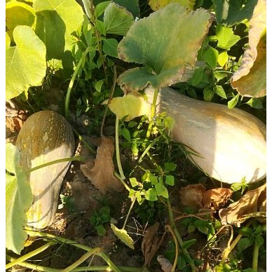 [供]密本南瓜可以上市，八成黄以上，欢迎订购