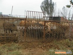 哪里买野猪-野猪-格六野猪养殖经验丰富(查看)