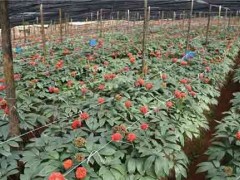 田七收获​及田七​繁衍​的育苗移栽