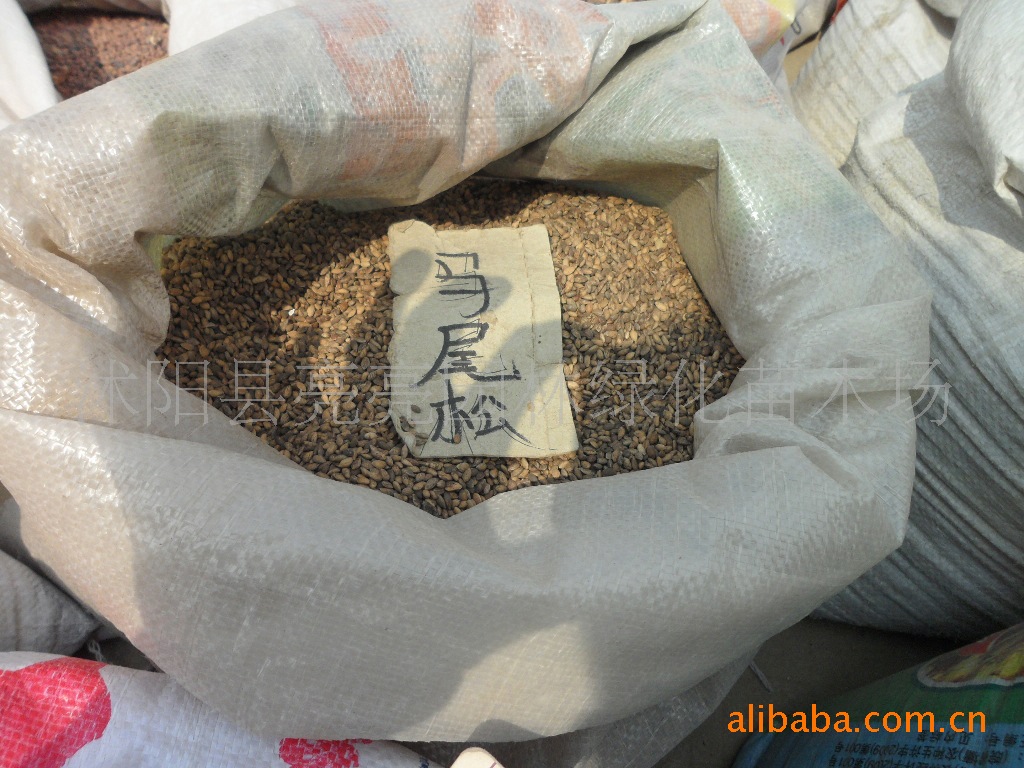 供应种子、种苗、绿化小苗、仔播扦插苗等