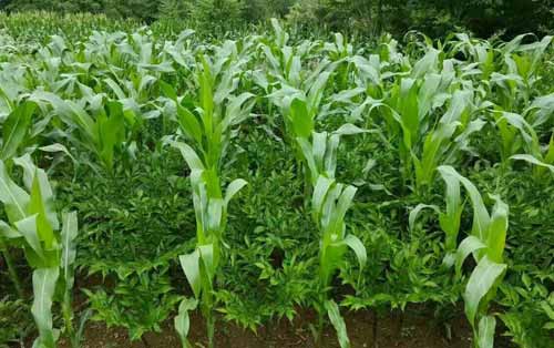 魔芋种植技术|玉米套种魔芋方法