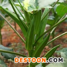 江苏鲜果保健蔬菜黄秋葵供应