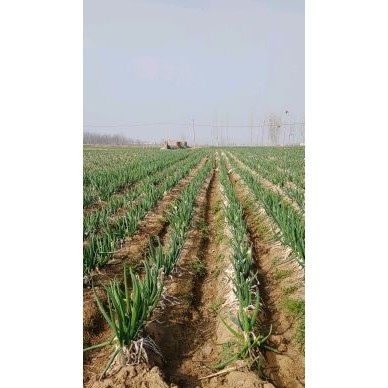 [供]现货供应铁杆大葱，随时出货，物美价廉