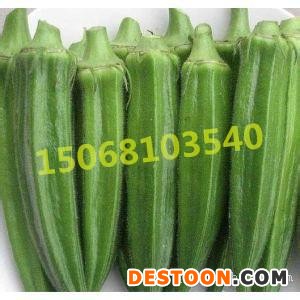 新鲜黄秋葵江苏基地直销