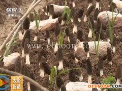 羊肚菌母种电话-宁陵羊肚菌母种-鸿福羊肚菌培育