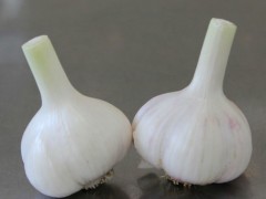 苍山大蒜 - 临沂特产