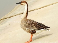 衢州大量大雁采购价格-达信大雁