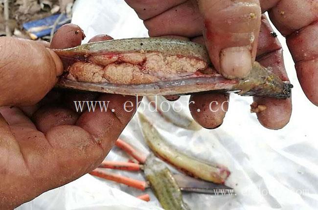 泥鳅种苗批发-济宁泥鳅种苗-有良泥鳅养殖场(查看)